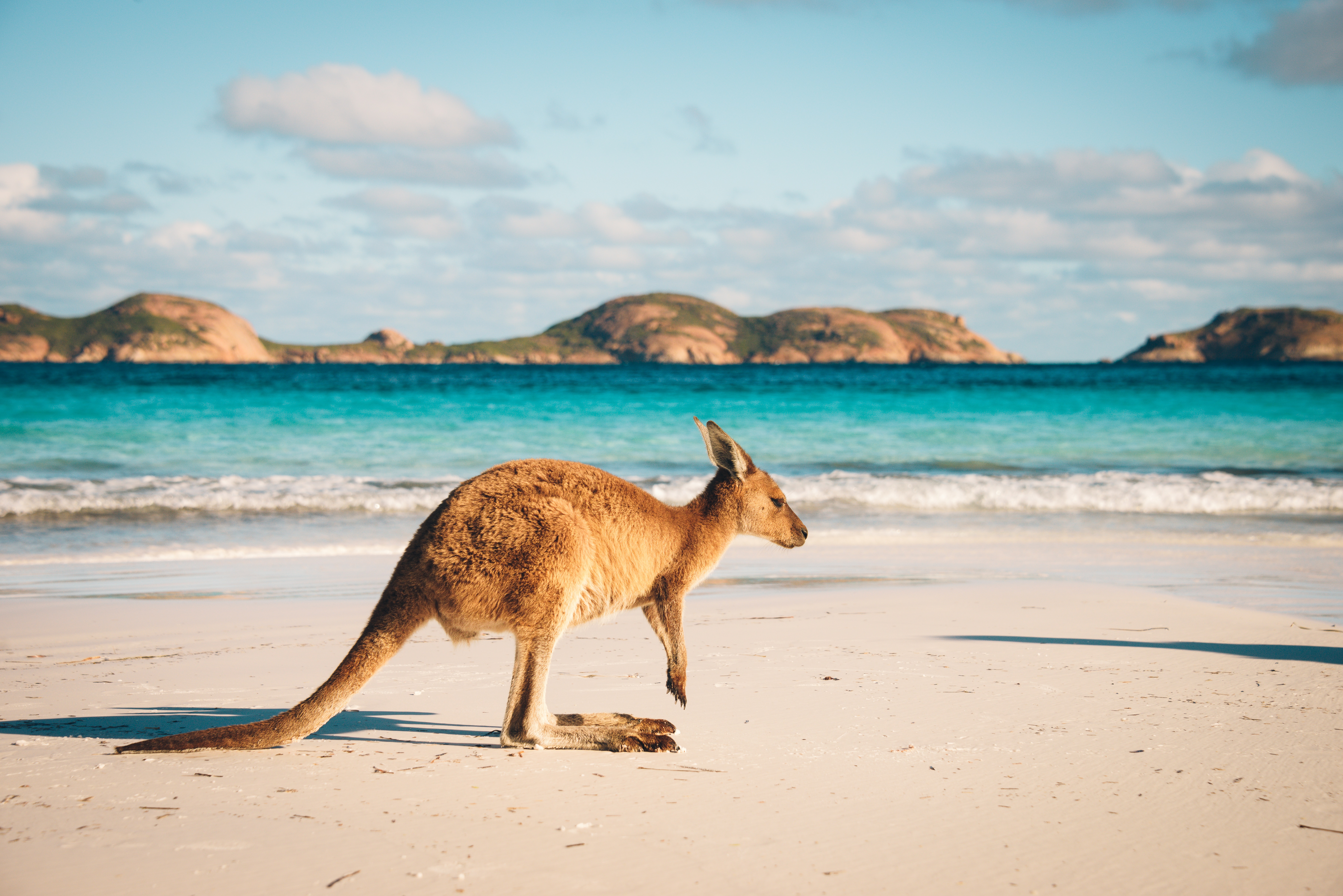 Австралия. Кенгуру в Австралии. Сидней кенгуру. Эсперанса Австралия побережье. Южная Австралия кенгуру.
